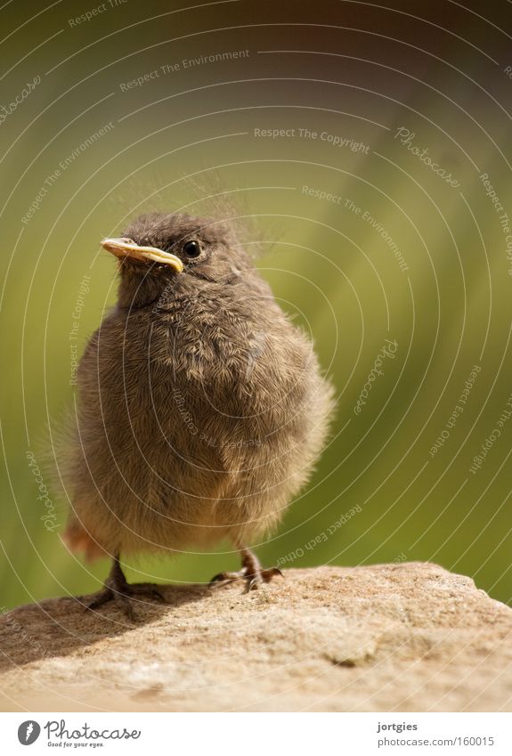 Otto Bird Chick Redstart Pride Conceited Success revered