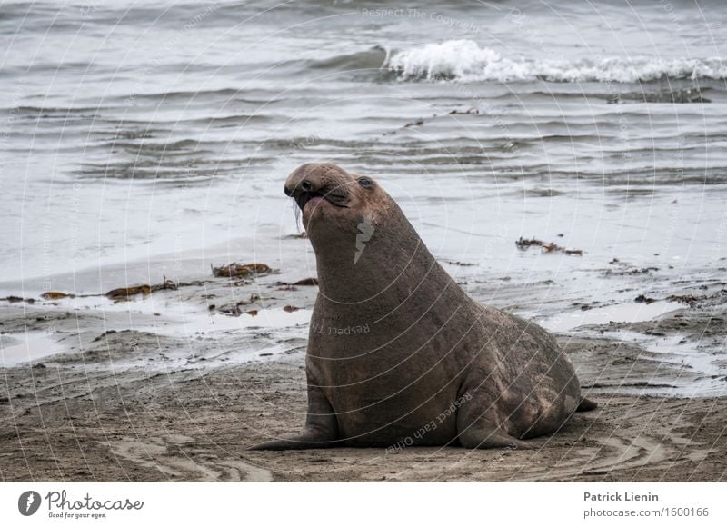 Sea Lion in California Beautiful Harmonious Contentment Senses Relaxation Calm Tourism Summer Beach Ocean Environment Nature Landscape Sand Climate