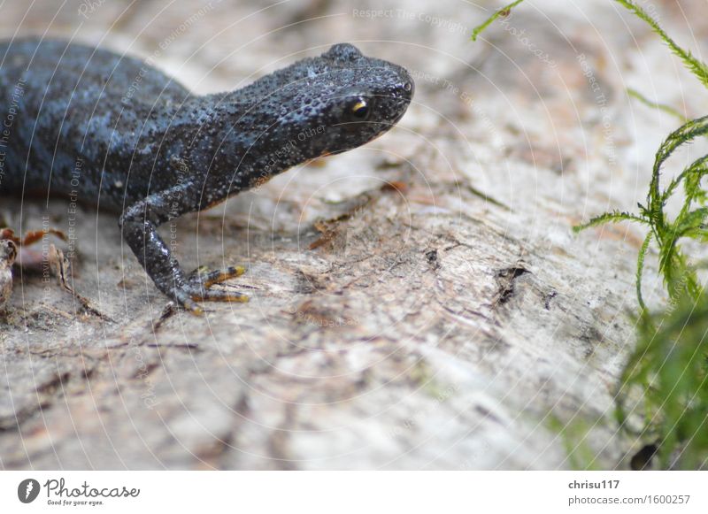 Up to the creek (3) ... Nature Spring Forest River bank Brook Animal Wild animal Alpine newt 1 Movement Spring fever Brave Peaceful Life Effort Uniqueness