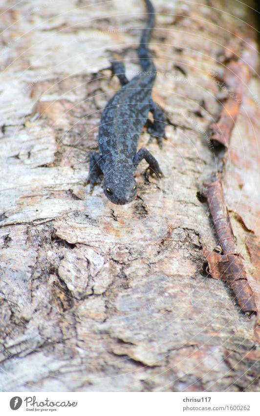 To the creek ... Nature Forest River bank Animal Wild animal Alpine newt 1 Movement Going Life Effort Resolve Colour photo Exterior shot Close-up Evening