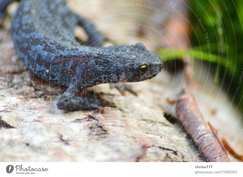 Up to the creek (2) ... Nature Spring Forest River bank Animal Wild animal Alpine newt 1 Movement Fantastic Spring fever Effort Colour photo Exterior shot