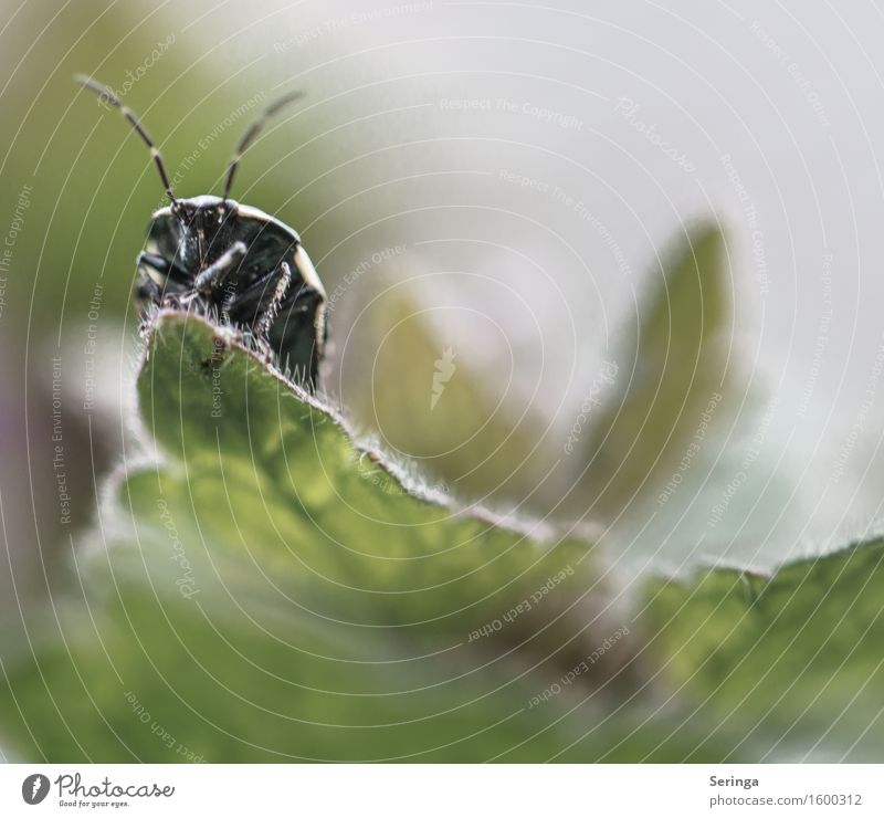 vantage point Nature Plant Animal Spring Ivy Fern Leaf Wild animal Beetle Animal face 1 Crawl Insect Colour photo Subdued colour Multicoloured Exterior shot