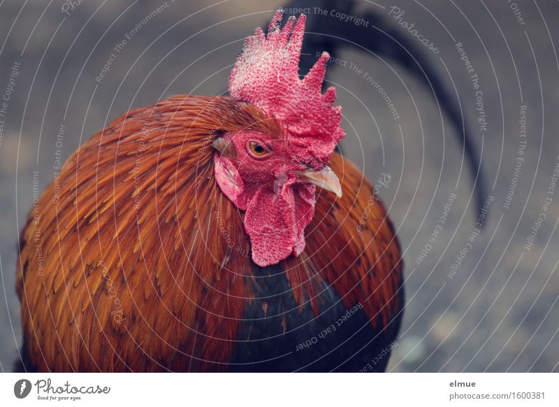 no chicken Bird Animal face Rooster Cockscomb Poultry Feather Feather headdress Looking Stand Threat Near Red Bravery Authentic Curiosity Interest Anger