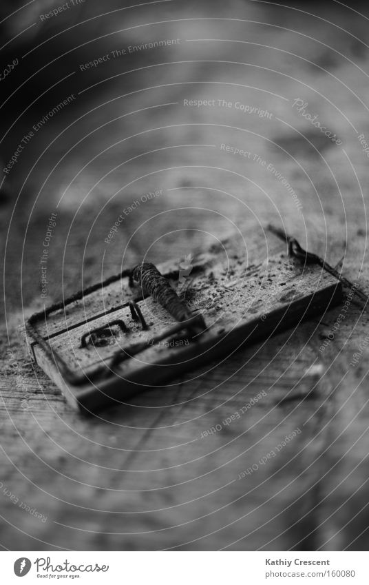 One step too far. Mouse trap Ambush Death Dirty Wood Black & white photo Fear Panic Dangerous as dead as a doornail