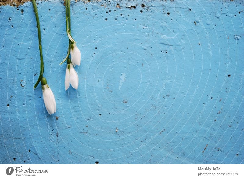 Chilled to the bone Flower White Blue Green Concrete Wall (building) Nature Winter Spring Ice Clouds Stick Inverted Life Art Arts and crafts  Pores still