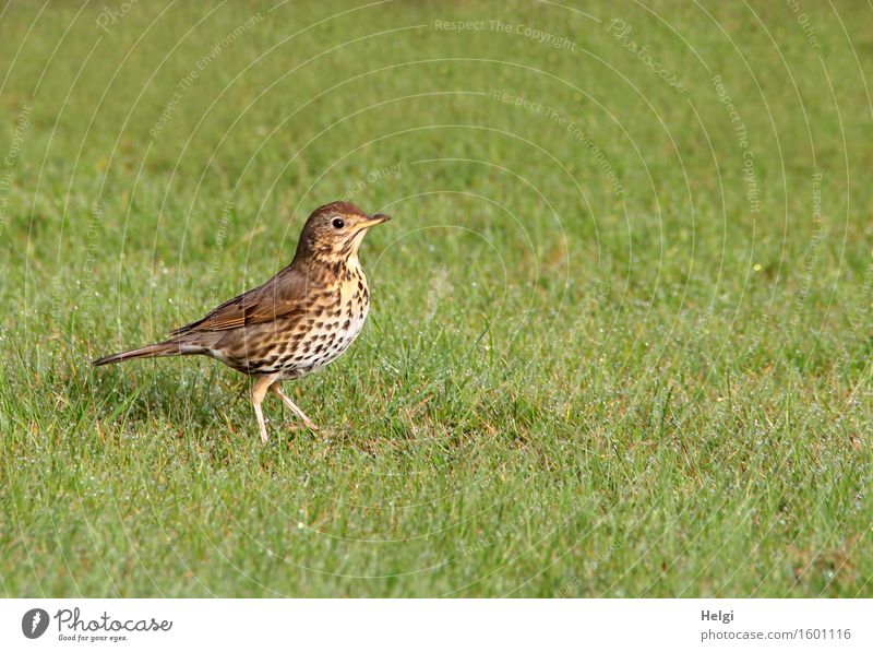 let's move on... Environment Nature Plant Animal Spring Beautiful weather Grass Foliage plant Garden Wild animal Bird Throstle 1 Movement Going Esthetic