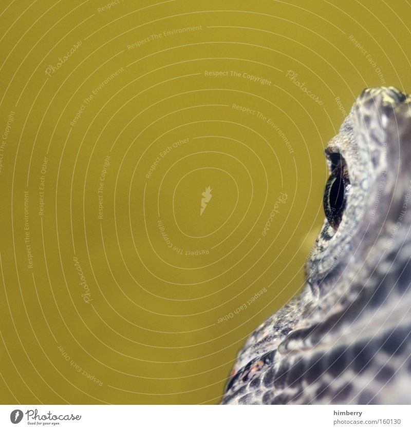 front focus Iguana Reptiles Eyes Looking Animal Head Scales Armor-plated Camouflage colour Terrarium Amphibian Zoo Exotic Fear Panic Macro (Extreme close-up)