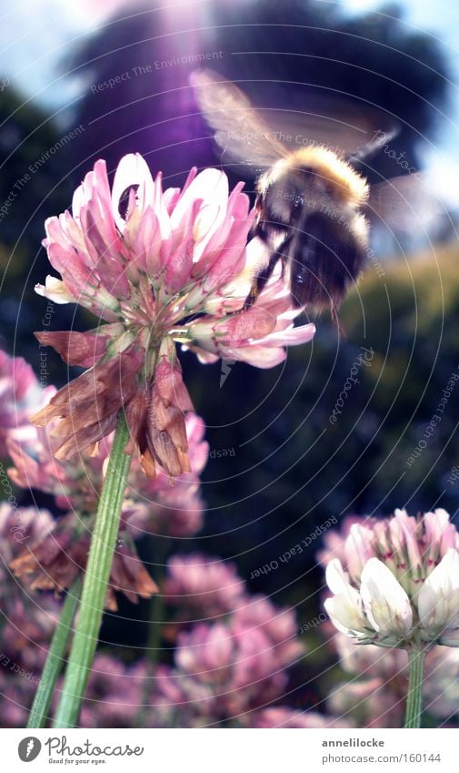 Hummingbird Bumblebee Bumble bee Bee Insect Hover Clover Spring Summer Sun Sunbeam Back-light Meadow Flower Haste Diligent Work and employment