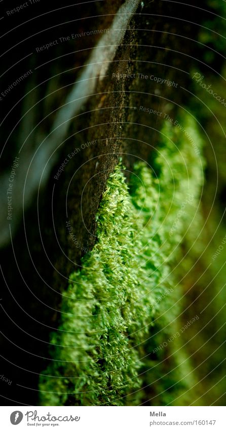 always on the wall long Moss Wall (building) Wall (barrier) Growth Diagonal Macro (Extreme close-up) Close-up Green Brown Seam Tilt