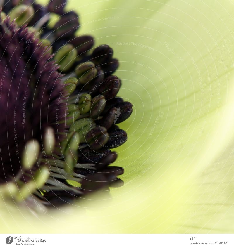 white anemone Timidity Flower Blossom Anemone Macro (Extreme close-up) Detail Spring White Noble Elegant Purple Violet Close-up Beautiful herald of spring