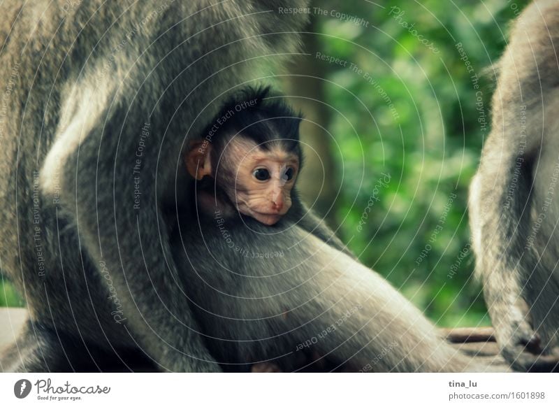 Monkey in Monkey Forest Animal Wild animal Monkeys Group of animals Baby animal Animal family Brown Gray Green Safety (feeling of) Love Ubud Bali Indonesia Asia