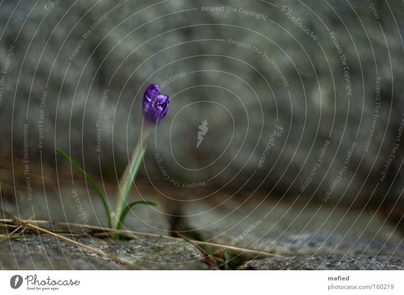 Survival of the Fittest Flower Crocus Stone Granite Survive Conquer Resist Barrier Spring Power Force Column