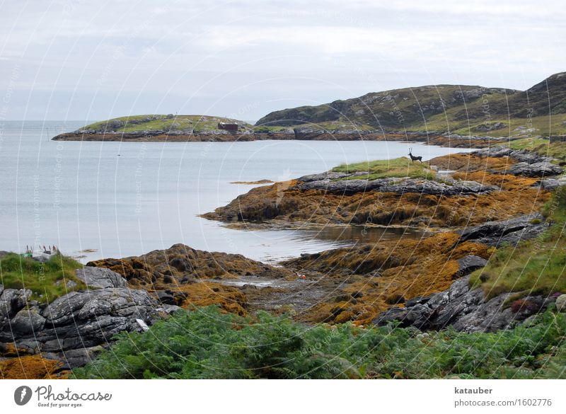 The deer is fake, isn't it? Landscape Bad weather Hill Rock Coast Deer Gloomy Scotland Western islands Low tide Fraud Deception Algae eriskay Abrupt Bay Metal