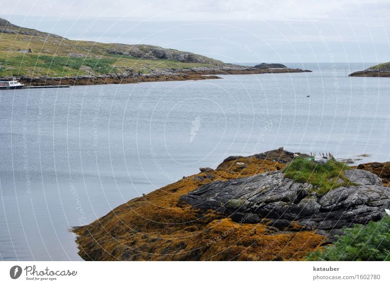 seals Landscape Hill Coast Bay Harbour seal Group of animals Lie Scotland Western islands eriskay Rock Algae Ocean Loneliness Gloomy Colour photo Exterior shot