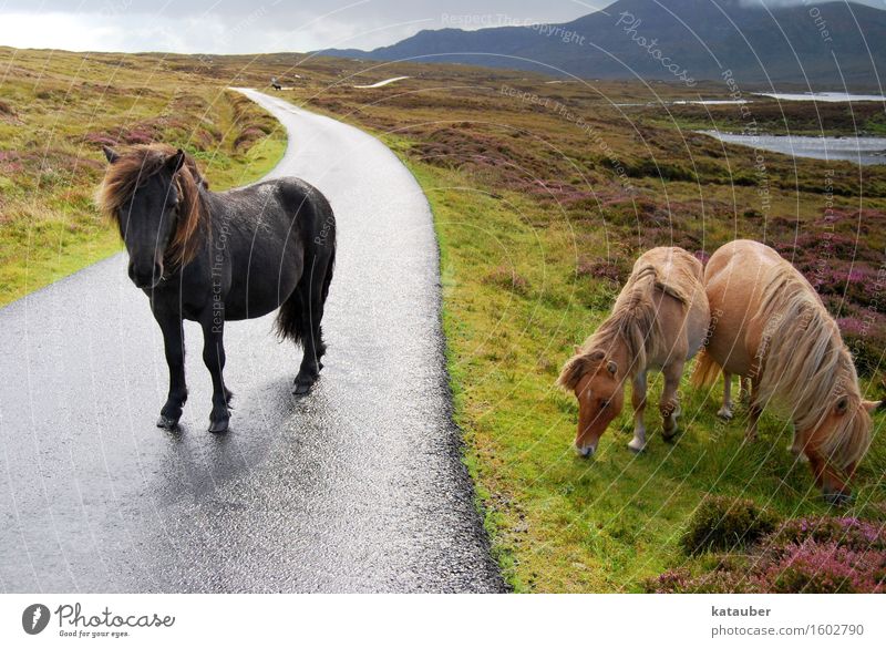 wild ponies Landscape Meadow Hill Heathland Lake Street Pony 3 Animal To feed Looking Stand Free Friendliness Cute Wild Brown Black Safety (feeling of) Freedom