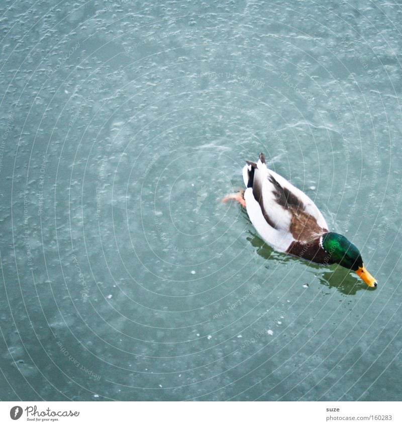 On the edge is duck Environment Nature Animal Water Winter Weather Wild animal Bird 1 To feed Swimming & Bathing Exceptional Cold Small Duck Drake Feather