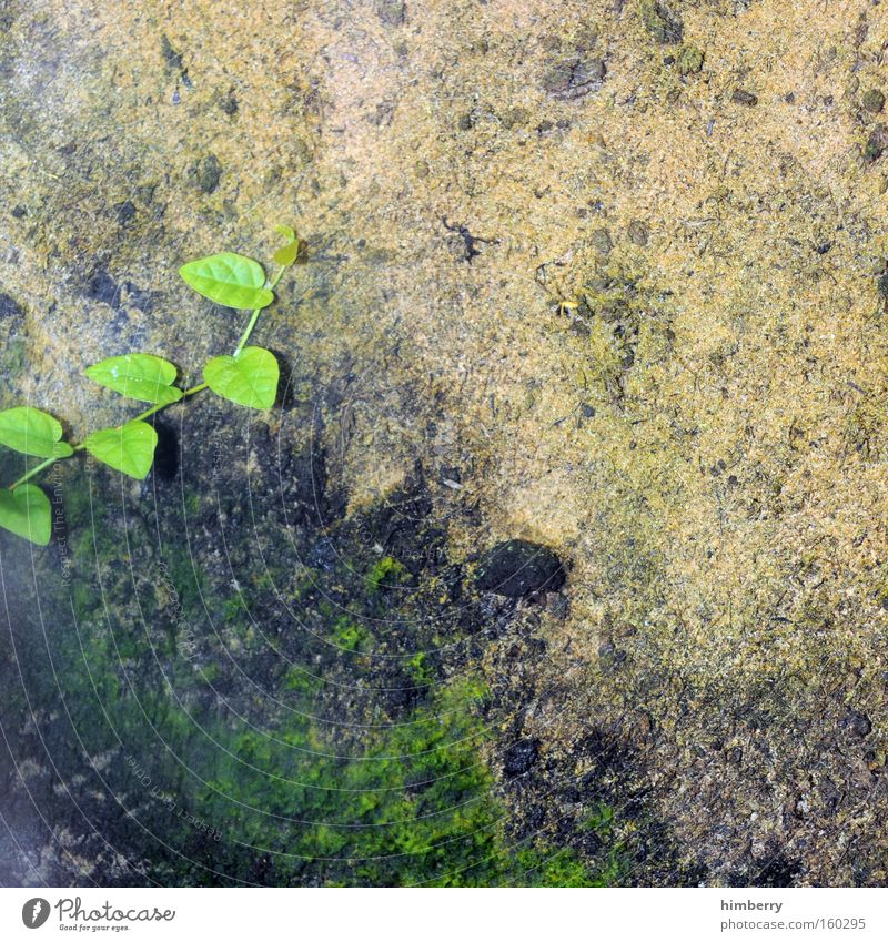 interference field Creeper Background picture Wall (barrier) Wall (building) Leaf Rustic Ruin Restoration Garden Moss Detail Derelict