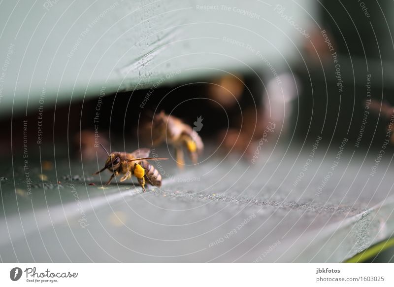 pollen collectors Food Nutrition Environment Nature Animal Farm animal Bee Honey bee Bee-keeping Joy Happy Happiness Contentment Joie de vivre (Vitality)