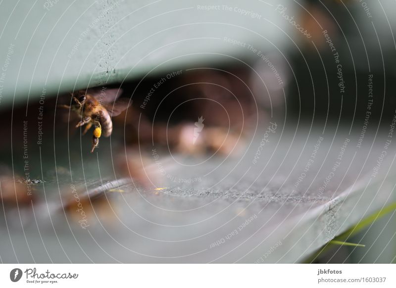 landing Food Nutrition Environment Nature Climate Garden Park Animal Farm animal Bee 1 Flock Moody Happiness Contentment Spring fever Anticipation Enthusiasm