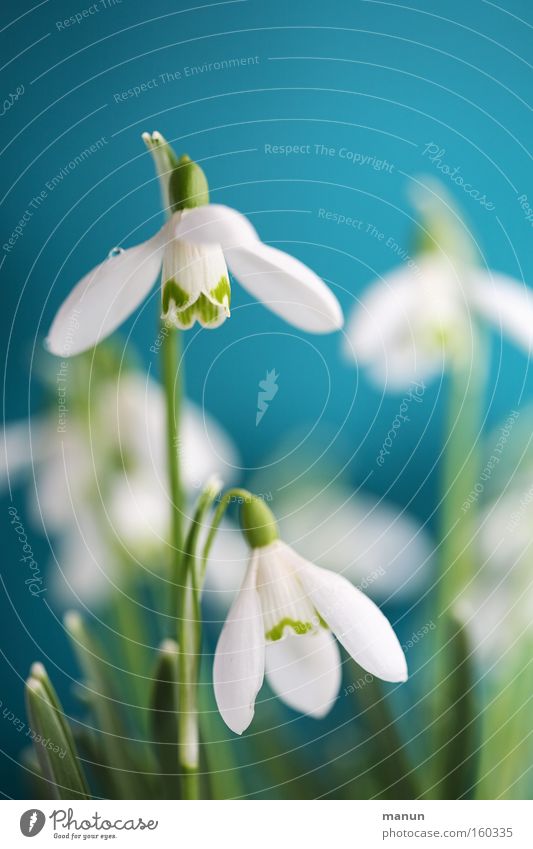 spring bells Spring Light blue White Snowdrop Blossom Winter sun Eranthis hyemalis Park Spring fever Anticipation Wake up Lamp