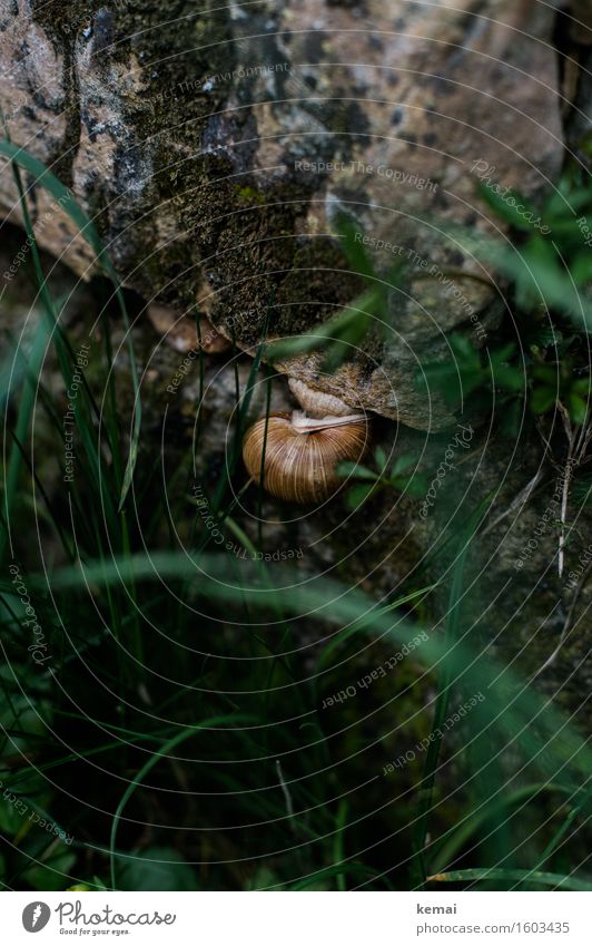 snail weather Environment Nature Animal Autumn Grass Wall (barrier) Wall (building) Wild animal Snail Snail shell Vineyard snail 1 Hang Sit Authentic Dark Round