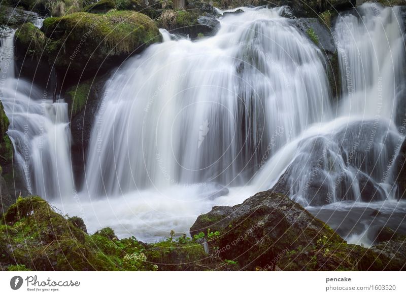 triberg Nature Landscape Elements Water Spring Forest Rock Waterfall Triberg Esthetic Famousness Fresh Together Beautiful Hissing Long exposure Vigor Tourism