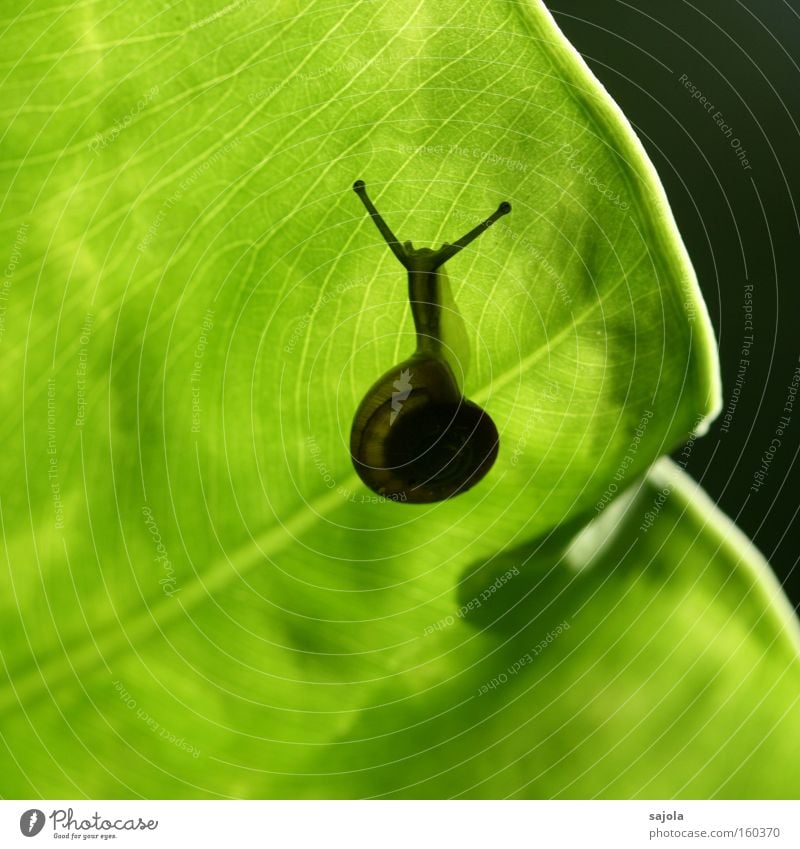 at snail's pace Plant Animal Leaf Snail 1 Esthetic Slimy Green Feeler Botanical gardens leaf margin Slowly Patient Colour photo Exterior shot Close-up