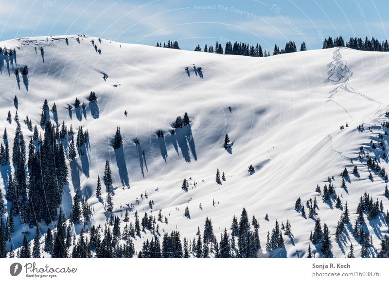 mountain winter Environment Nature Landscape Sky Winter Beautiful weather Snow Tree Hill Mountain Freedom Break Far-off places Ski tracks trees Smooth