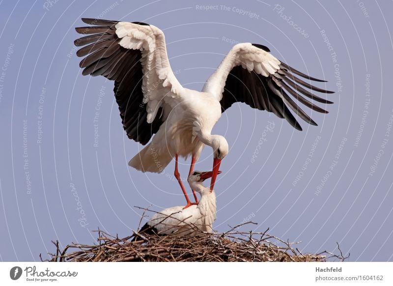 stork pairing Nature Plant Animal Wild animal Bird 2 Esthetic Spring fever Eroticism Colour photo Exterior shot Neutral Background Morning Deep depth of field