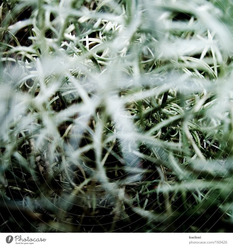 twirrrrrrrrrrrrrrrr Muddled Green Chaos Plant Bushes Virgin forest Macro (Extreme close-up) Close-up