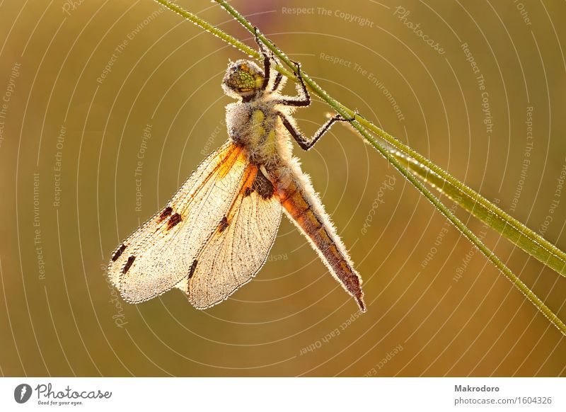 Vierfleck - Dragonfly Animal 1 Sleep Glittering Beautiful Emotions Moody Happy morning frost Ice crystal Colour photo Multicoloured Exterior shot Close-up