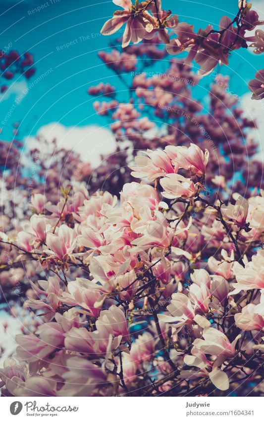 I like Nolien II. Environment Nature Sky Spring Summer Plant Tree Flower Magnolia plants Magnolia tree Magnolia blossom Garden Park Blossoming Kitsch Natural