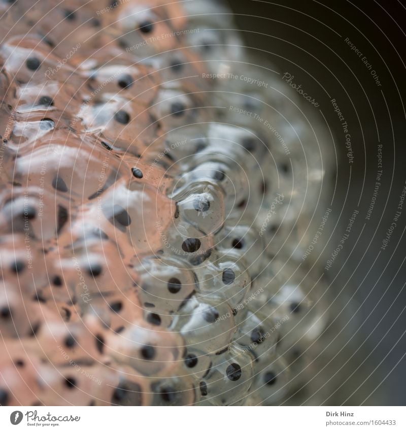 Frogspawn II Environment Nature Landscape Animal Water Spring Bog Marsh Pond Brook Wild animal Group of animals Fresh Together Glittering Slimy Life Perspective