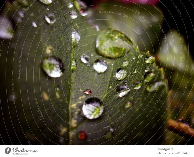 Another boring drop picture of me Tears Rain Drops of water Leaf Glittering Reflection Green Macro (Extreme close-up) Water Wet Life Garden Fresh Close-up