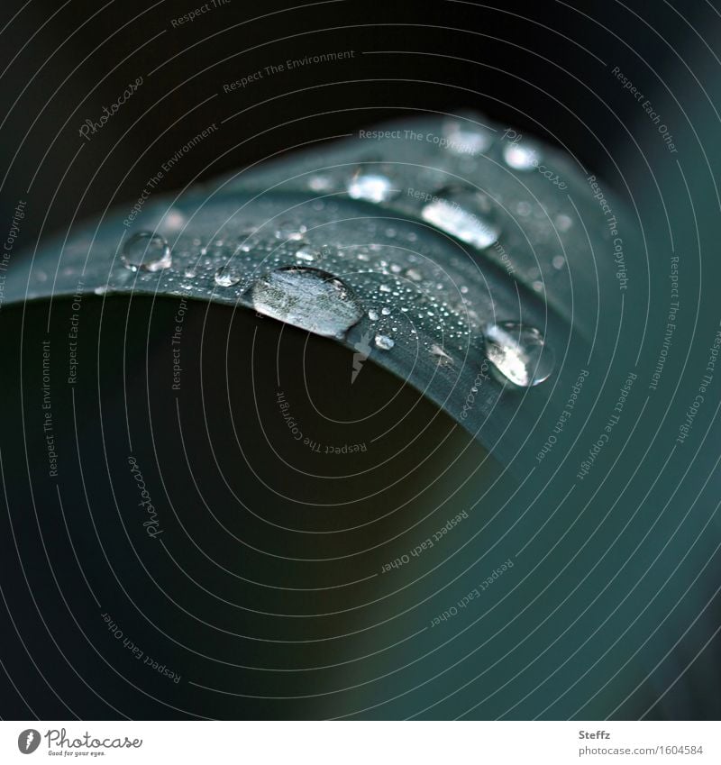 Light reflection in raindrops natural light Rain Drop rain atmosphere Autumn rain Mindfulness in nature certain light Drops of water Minimalistic silent