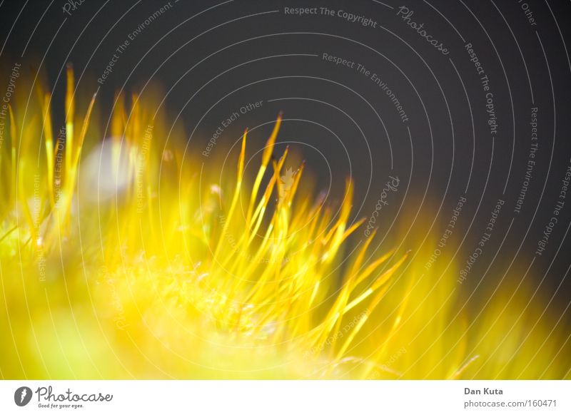 Spring near the ground Close-up Detail Macro (Extreme close-up) Blur Summer Nature Grass Blossom Meadow Field Comb Blossoming Stand Happiness Near Soft Yellow