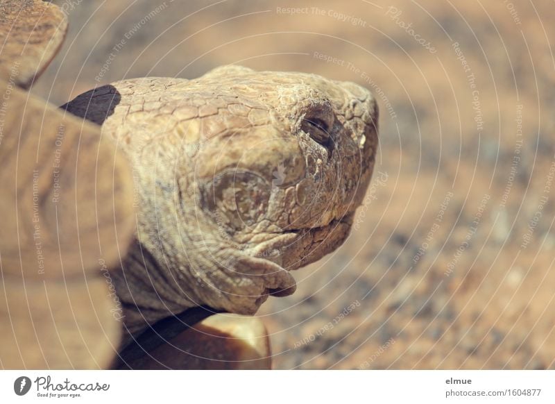 E.T. - the retreat Personal hygiene Skin Face Turtle Tortoise-shell Giant tortoise Reptiles Dinosaur Fossil Primitive times Looking Sleep Stand Old Exceptional