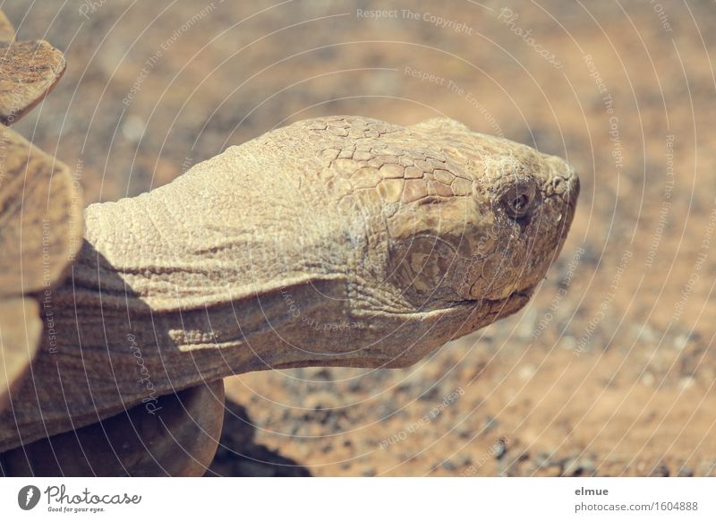 E.T. - Curiosity Turtle Giant tortoise Reptiles Head Fossil Stone Age Dinosaur Orange peel Looking Old Exceptional Gigantic Creepy Contentment Peaceful Caution