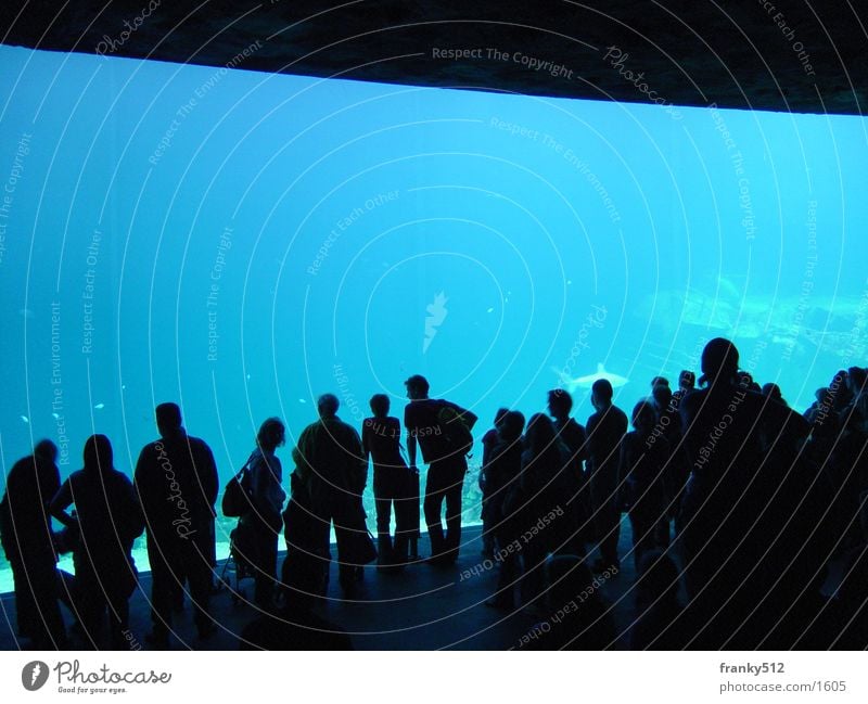 underwater world Zoo Aquarium Netherlands Water Fish Human being