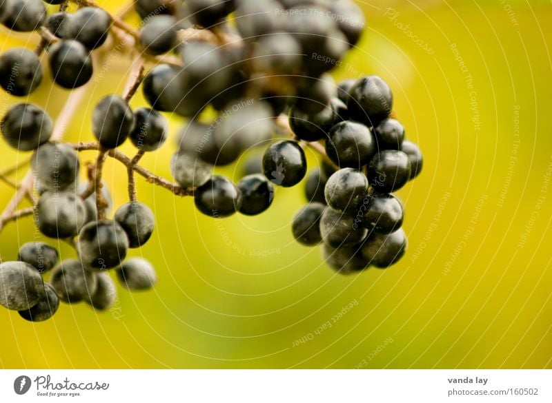 elder Elder Berries Healthy Poison Green Black Autumn Bunch of grapes Plant Tree Bushes Detail Macro (Extreme close-up) Close-up October