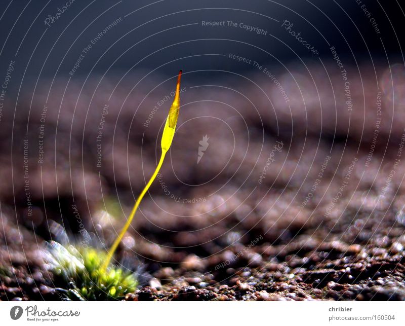 Despite! Moss Macro (Extreme close-up) Plant Diminutive Small Growth Life Creation Wonder Marvel Fantastic Loneliness Freedom Close-up Feeble Fragile chribier