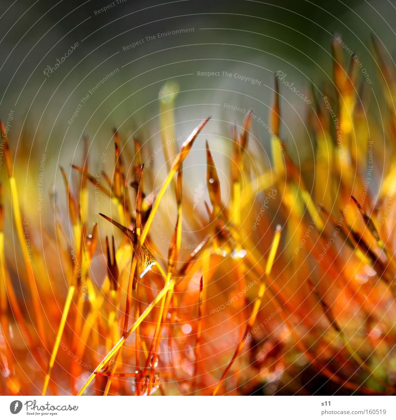 NatureFire Colour photo Multicoloured Close-up Macro (Extreme close-up) Day Light Beautiful Life Rope Plant Drops of water Rain Moss Wet Spore Diminutive