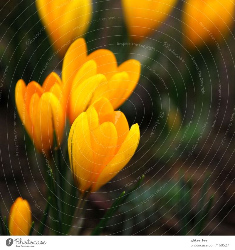 yolk Crocus Spring Spring flower Yellow Green Flower Plant Ground Onion Wake up Blossom Bud Joy swordlily plant