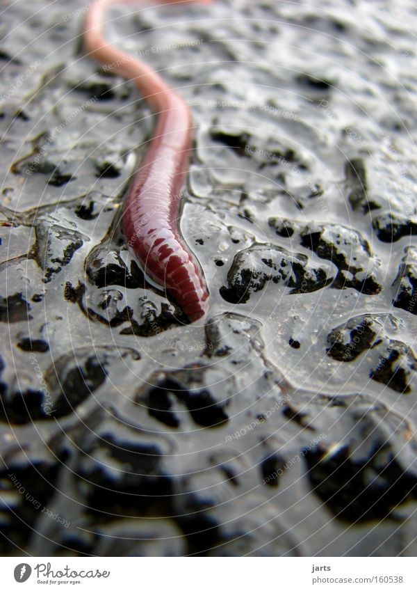 worm Colour photo Exterior shot Close-up Macro (Extreme close-up) Deserted Copy Space bottom Day Reflection Shallow depth of field Worm's-eye view