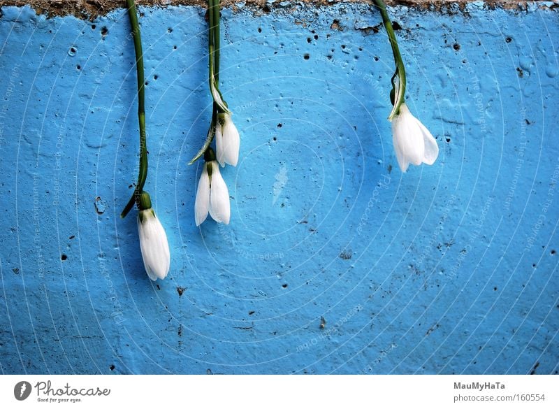 Four Anemone sylvestris White Blue Green Le Rocher Clouds Inverted Ice Concrete Wall (building) Spring fon the sky pores