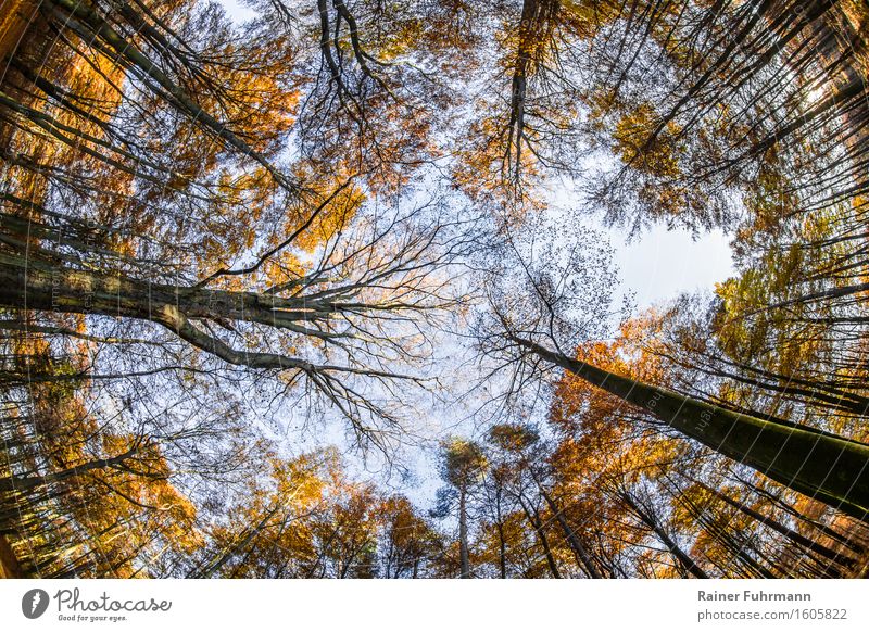 The view to the sky Nature Landscape Plant Beautiful weather Forest Observe Looking Hiking Colour photo Exterior shot Day