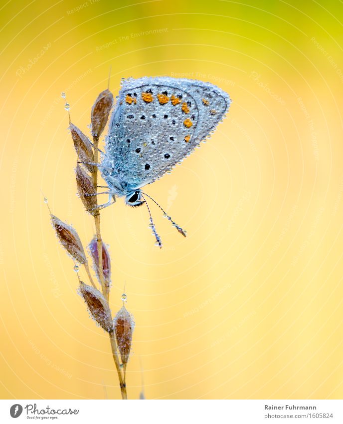 A Hauhechel blue in the morning dew Nature Animal Butterfly 1 Yellow Colour photo Exterior shot Macro (Extreme close-up) Morning Sunlight