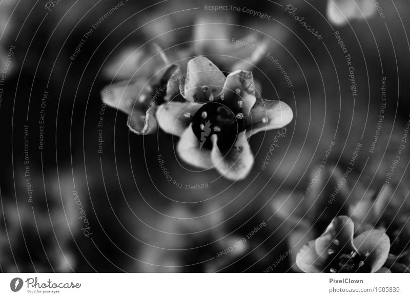 black blossoms Tourism Garden Environment Nature Plant Flower Bushes Park Meadow Blossoming Growth Beautiful Black White Black & white photo Close-up Detail