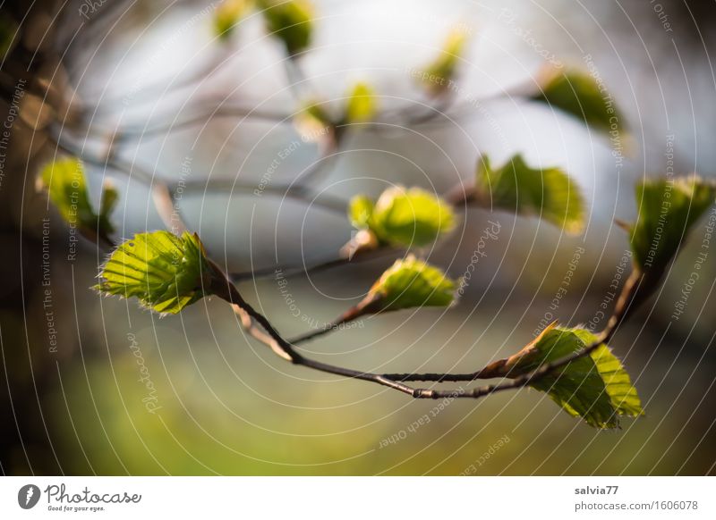 spring branch Environment Nature Plant Sky Spring Tree Leaf Twig Beech leaf Forest Touch Esthetic Soft Brown Green Moody Grief Uniqueness Relaxation Belief