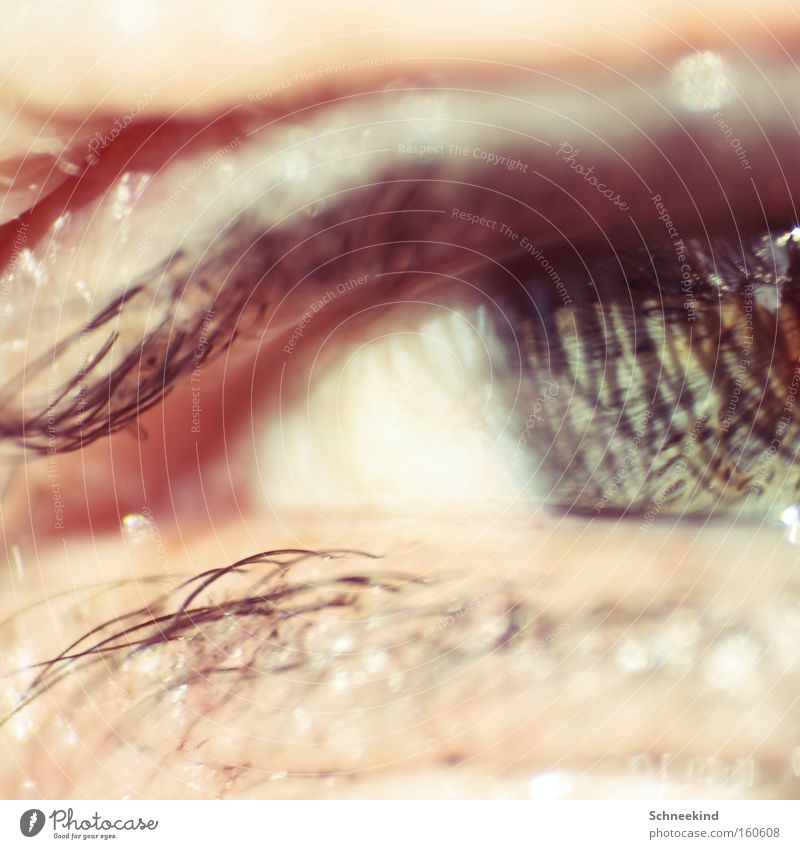 The eye Eyes Green Eyelash Reflection Make-up Macro (Extreme close-up) Close-up Looking Organ Shadow Skin Beautiful Hair and hairstyles Opthalmology